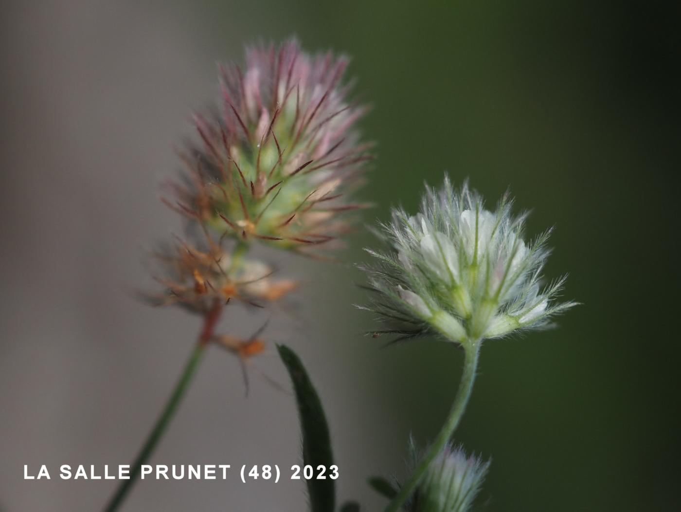 Clover, Hare's-Foot flower